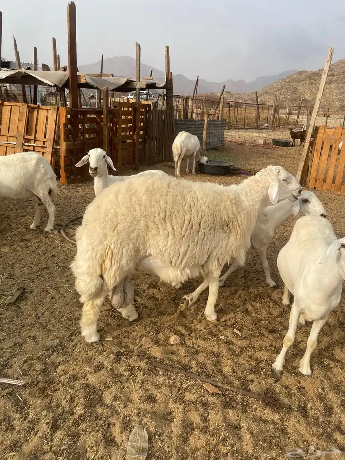 طلي توه اثنى جرم غير مشروط 4