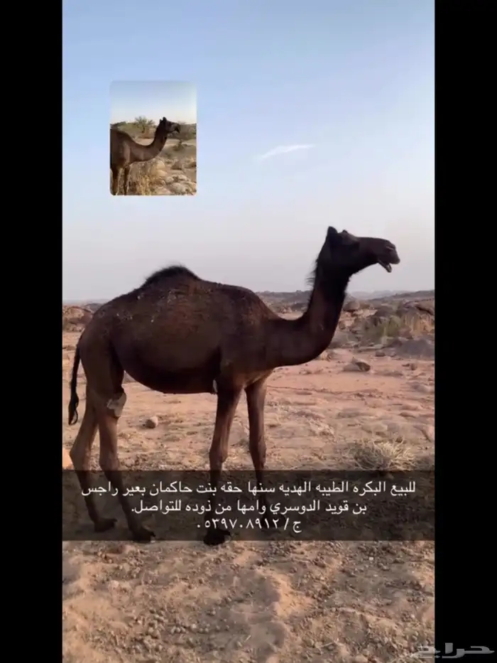 بكره طيبه وابوها حاكمان بعير راجس بن قويد وامها من ابله 2
