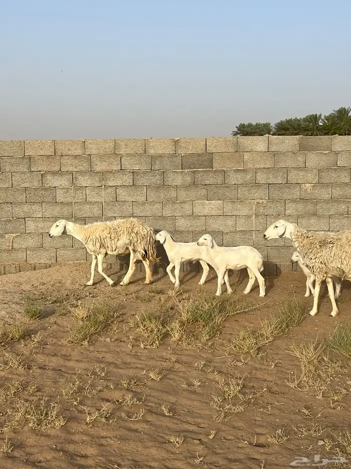 للبيع حريات 1