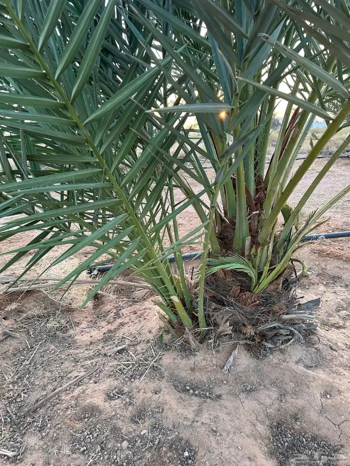 بقعاء 7