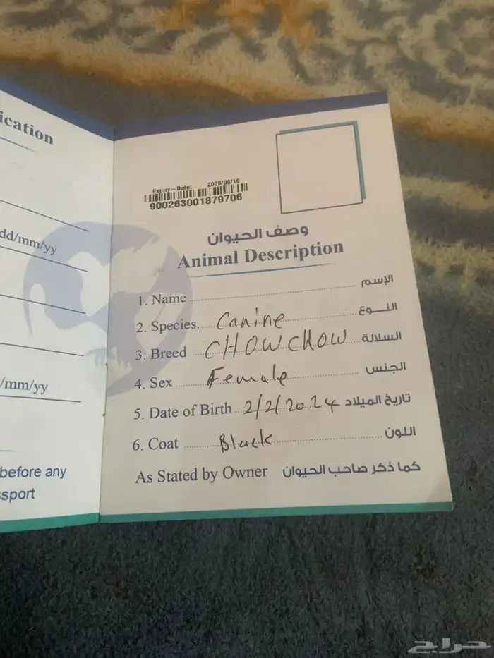 كلب تشاو تشاو 1