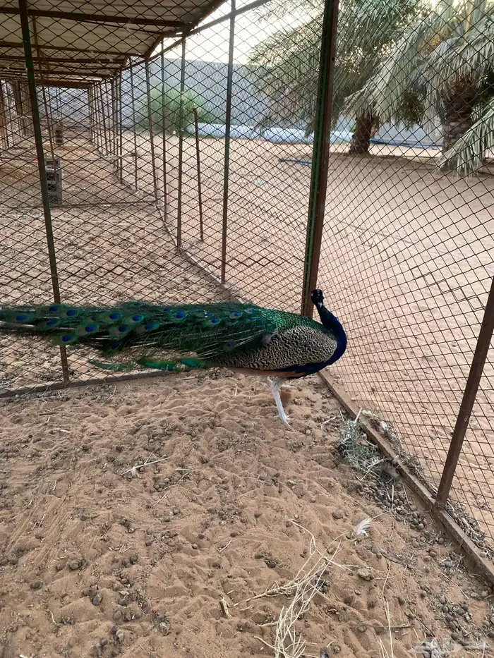 للبيع ذكر طاؤس 3