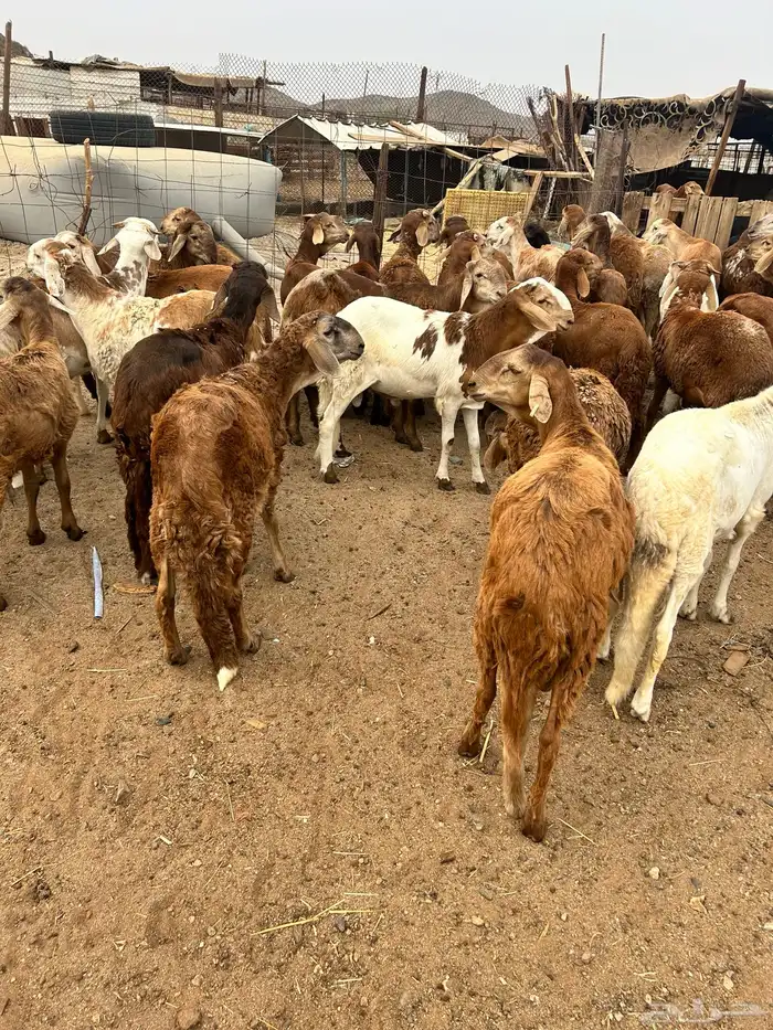 طليان سواكن 1