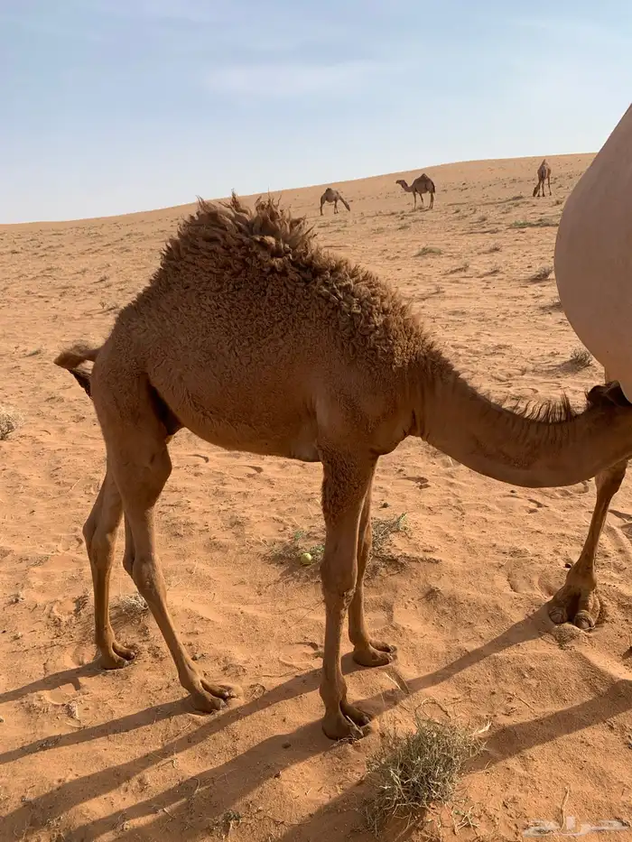 قعدان 2الوضح والشعل 3