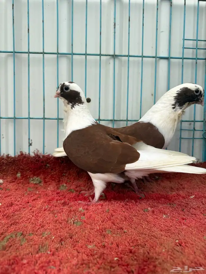 زوج بربريسي احمر 4