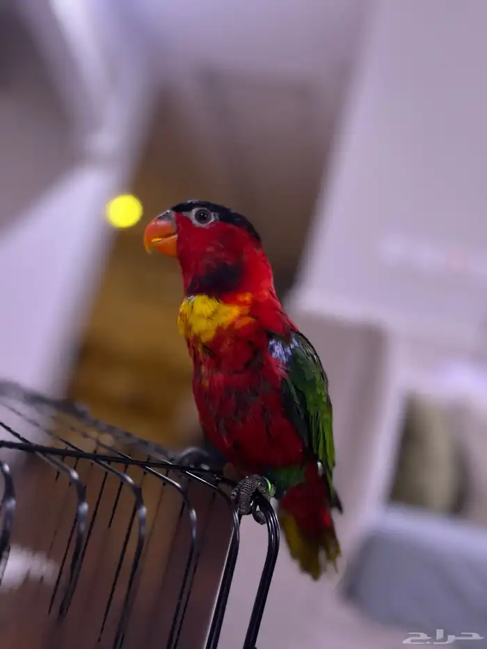 لوري يلو بايد تم البيع 3