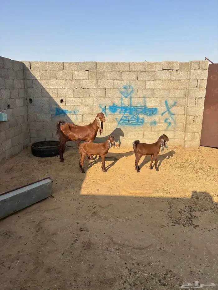 للبيع جفره قبرصيه رباع تحتها توم 0