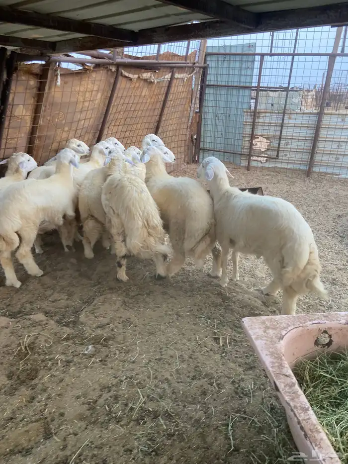 طليان ذبايح ضيوف وثلاجة مع ذبح وتوصيل 2