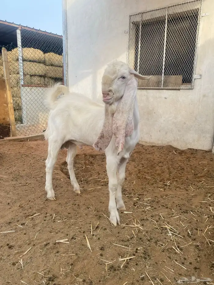 مشوع فحل تيس ابيض 3