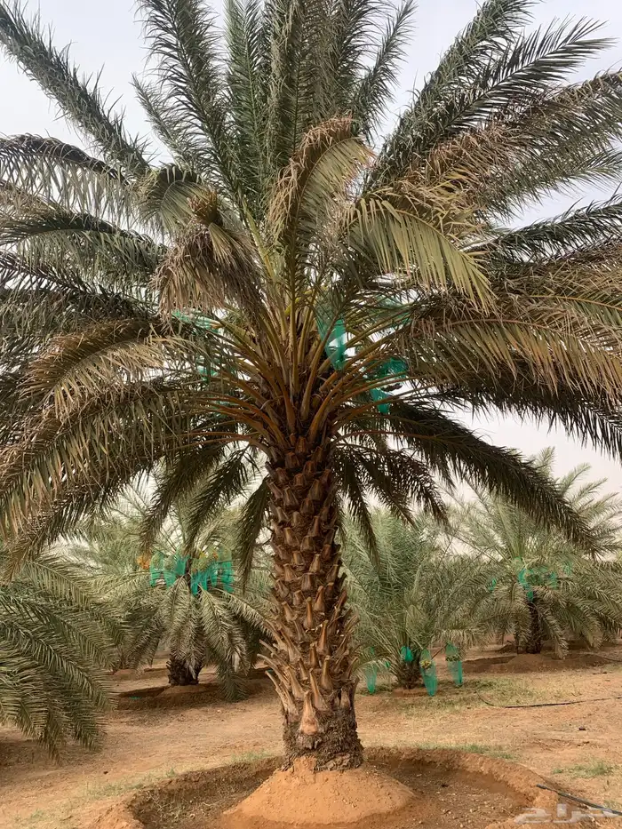 برحي حلوه حوشانه شهل 2