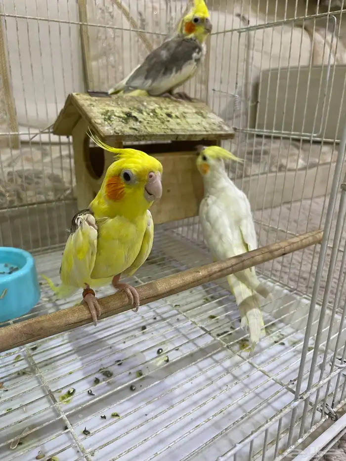 كروان لاتينو وفراشه 1