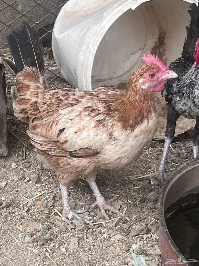 دجاج 0