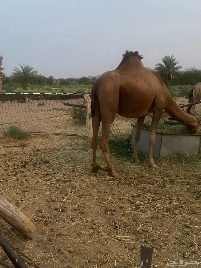 جمل فحل انتاجه حمر 1
