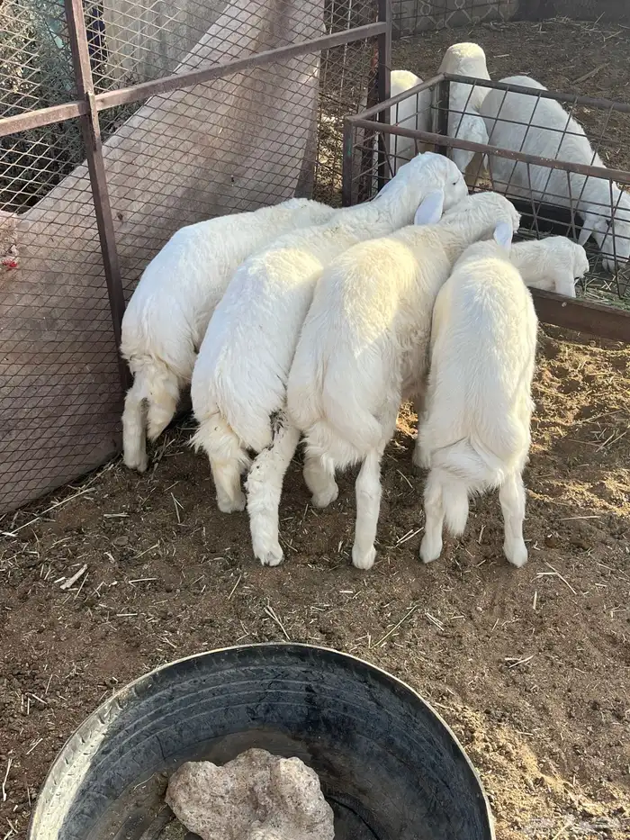 طليان 0