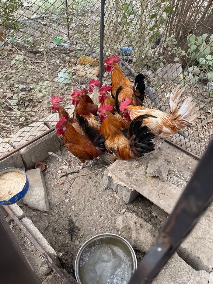 دجاج بلدي 1