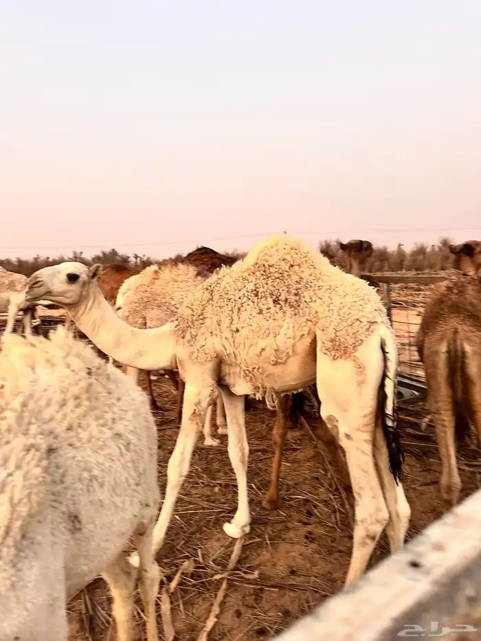 للبيع حاشي لباني عمره 8 شهور 2