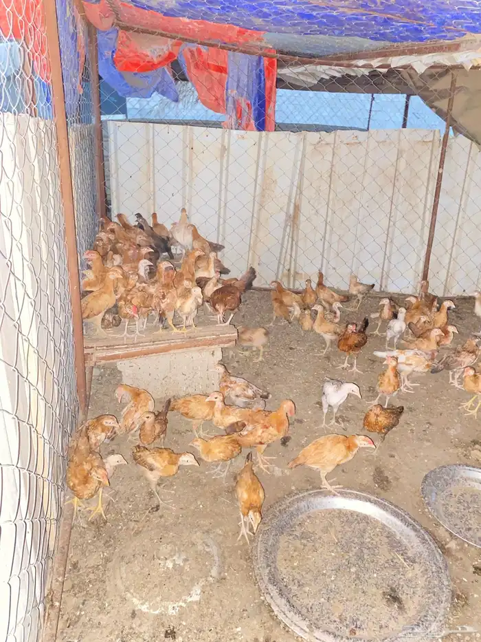 دجاج بلدي للبيع 8