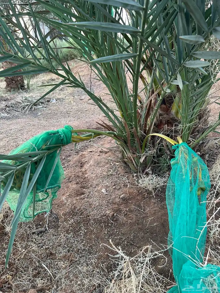 بقعاء 5