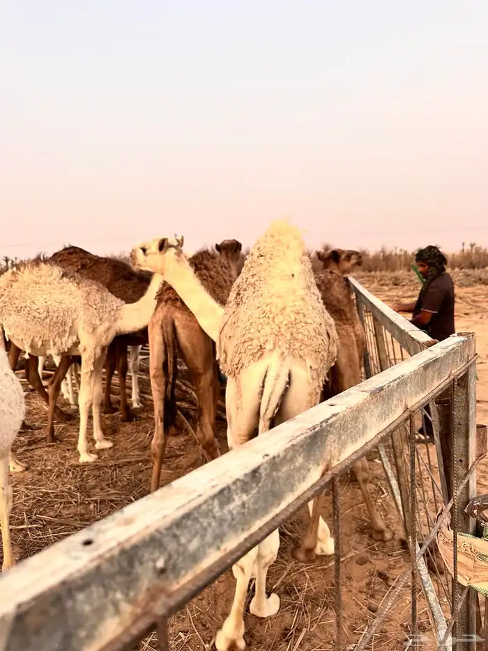 للبيع حاشي لباني عمره 8 شهور 0
