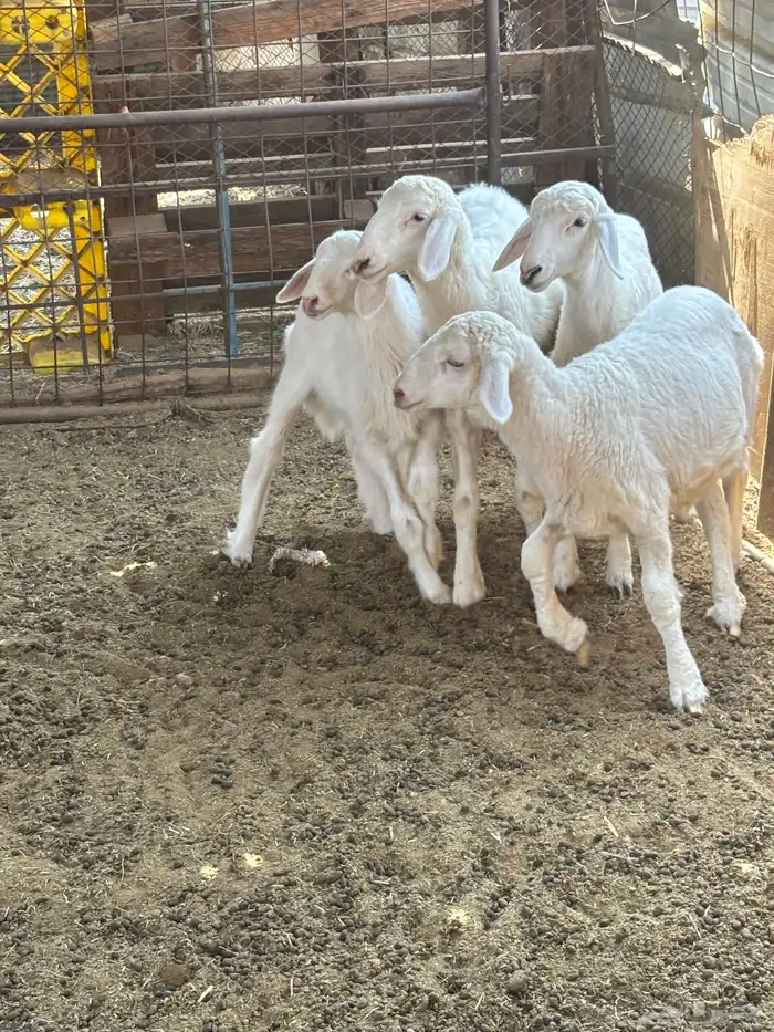 بهم تربي العمر شهرين لمن 3شهور طليان تربي تحة أمهاته نضيف 0