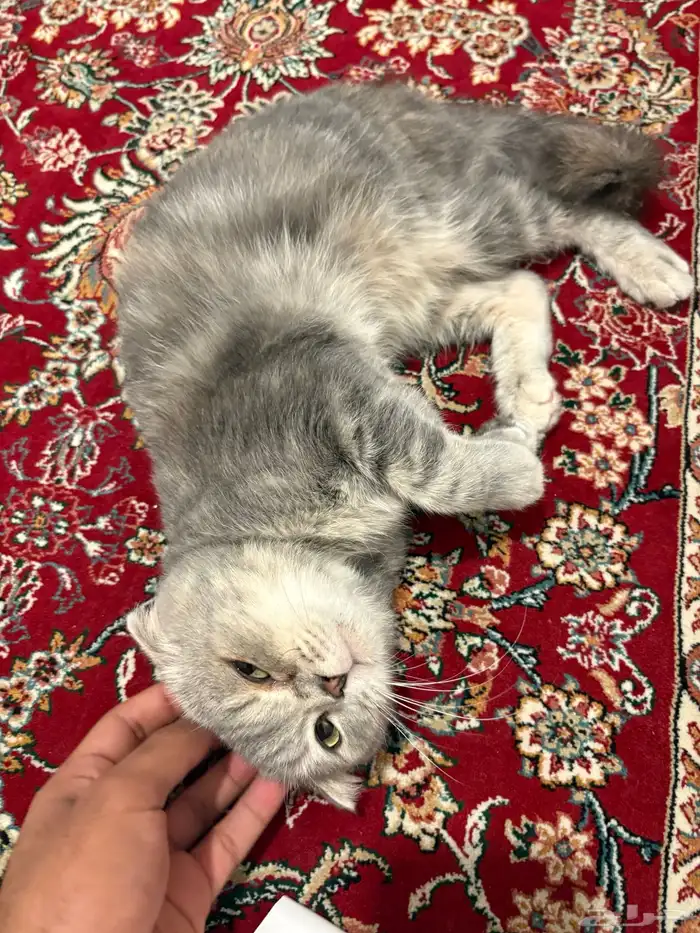 قطتين للبيع 4