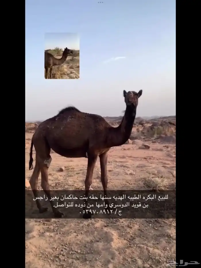 بكره طيبه وابوها حاكمان بعير راجس بن قويد وامها من ابله 0