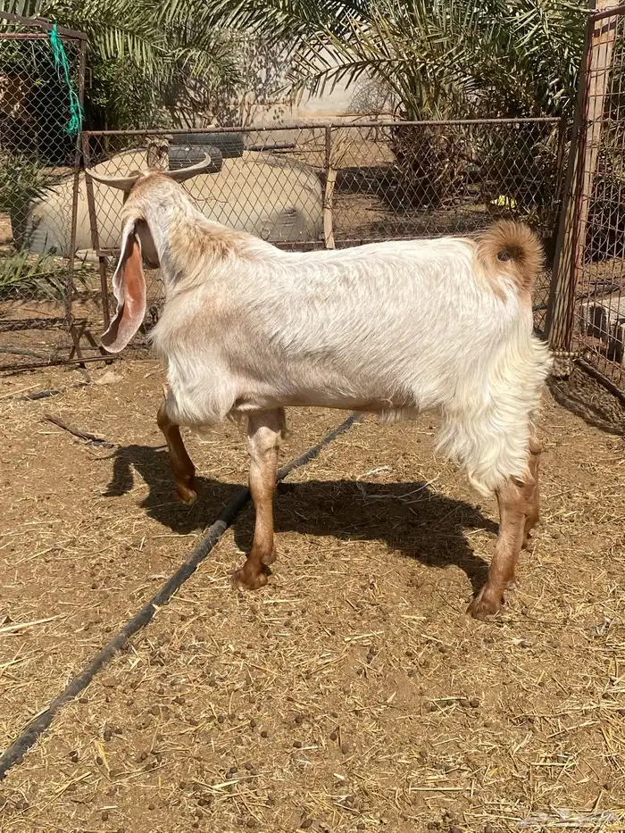 تيس فحل 1