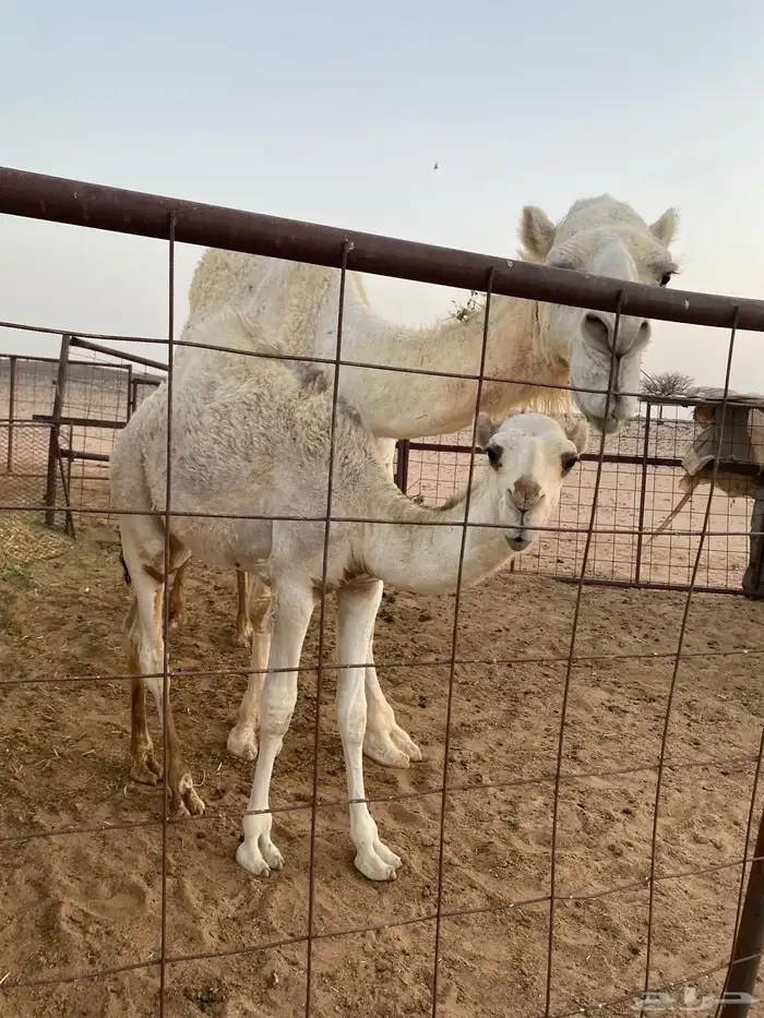 قعود باتلي عمره خمس شهور على السوم 1