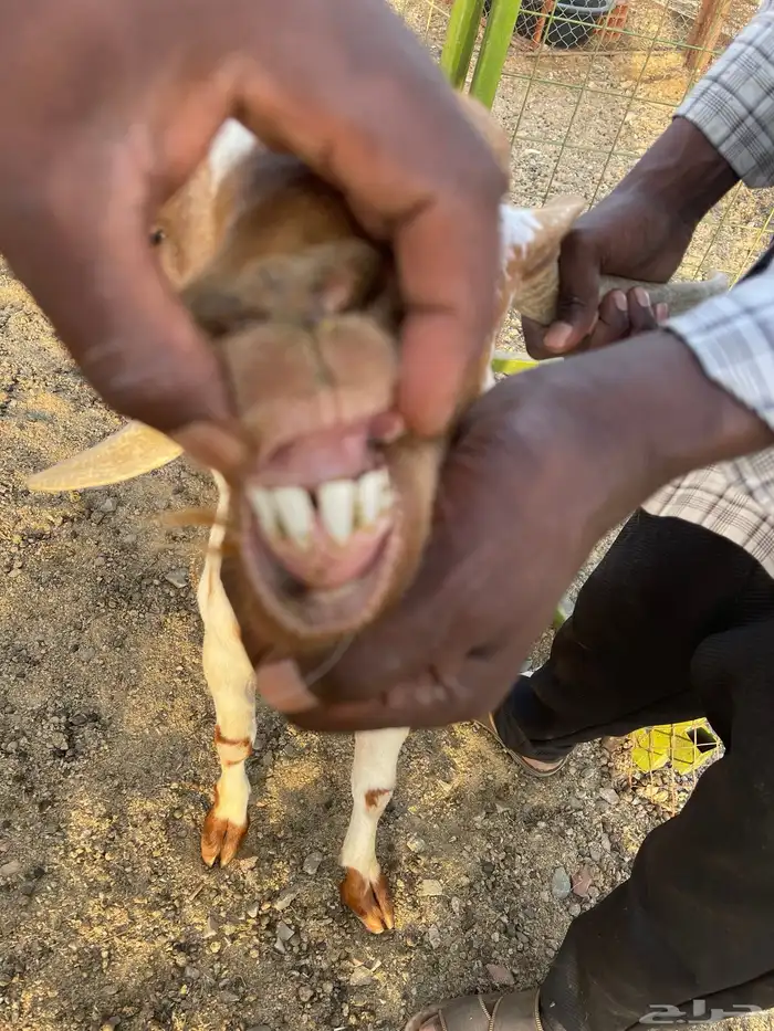 تيس محايلي مهجن فحل مشروط 2