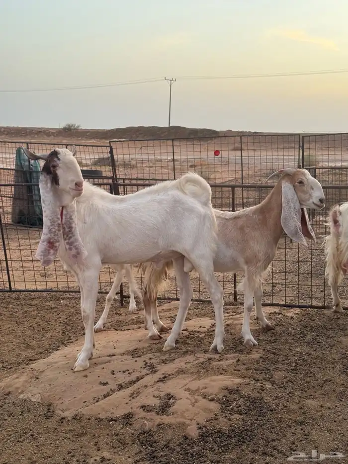 للبيع معزا مطوره صنف طيبه 4
