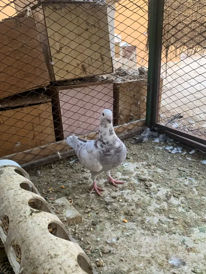 ذكر هومر منتج 0