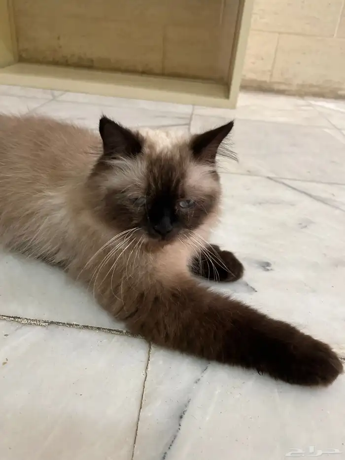 قط هملايا 3