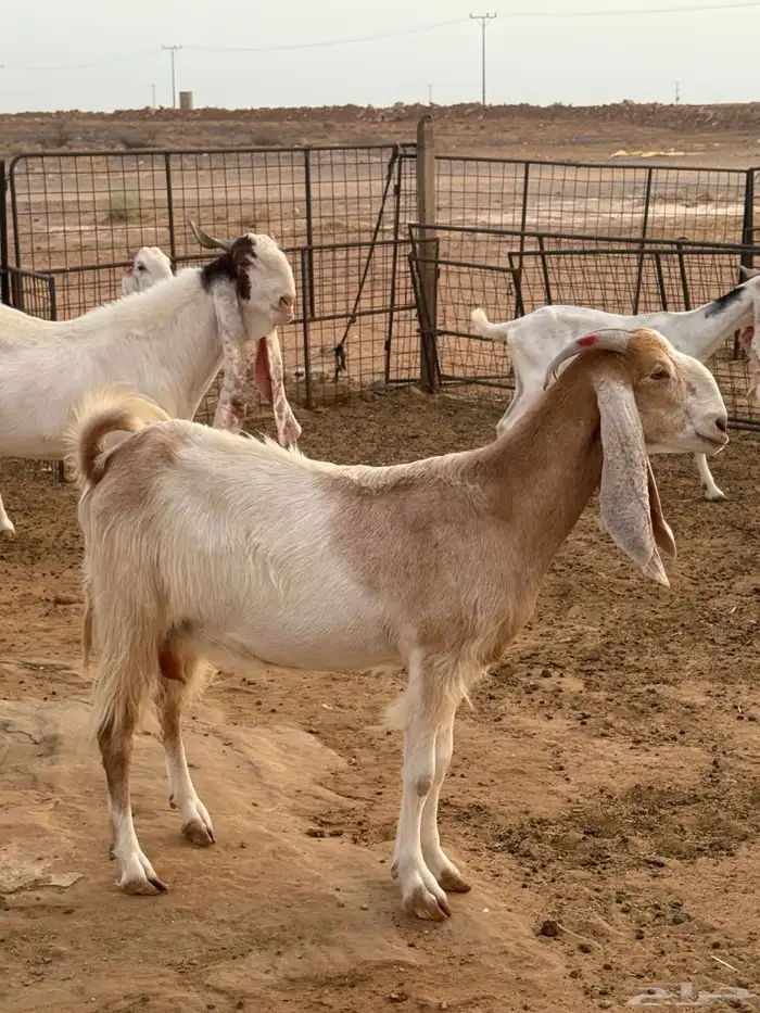 للبيع معزا مطوره صنف طيبه 0