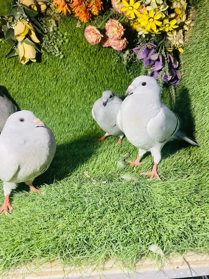 للبيع طبات زواجل ايس 4
