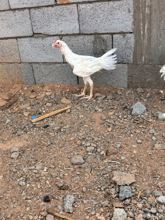 سلام عليكم أنوع ديوك هندي 2