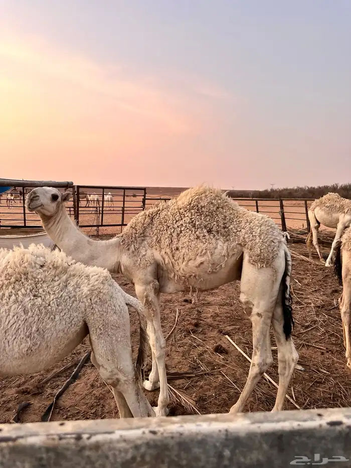 للبيع حاشي لباني عمره 8 شهور 3