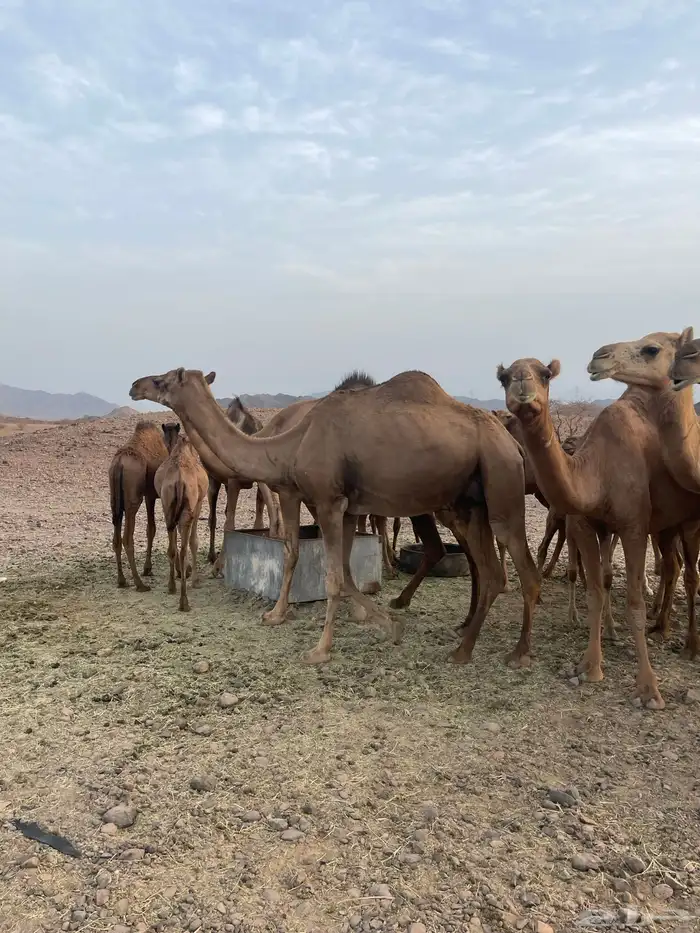 ابل بكار 9