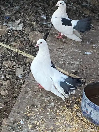 زوج حمام هزازي الحناكيه انخيل 0