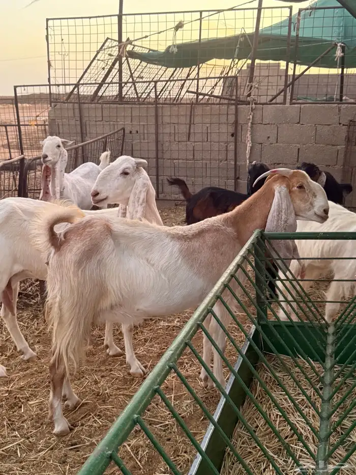 للبيع معزا مطوره صنف طيبه 5