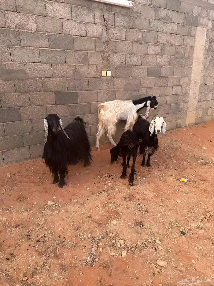 للبيع   ماعز 3