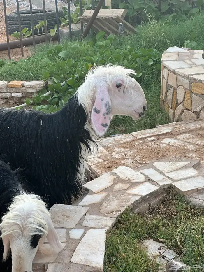 جذعت نجد العمر وفوق العشر شهور 2