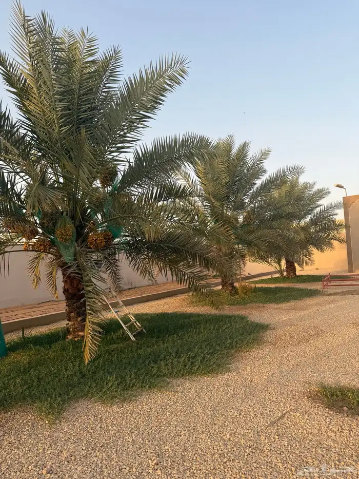 للايجار او الاستثمار مزرعه كامله في الخرج 4