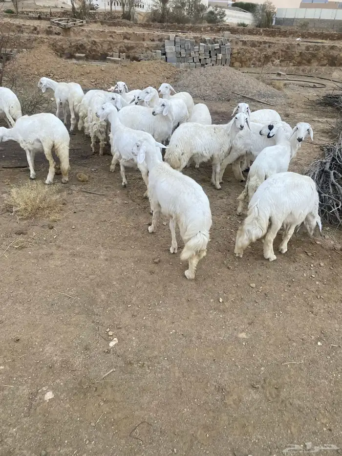 رخال للبيع 2