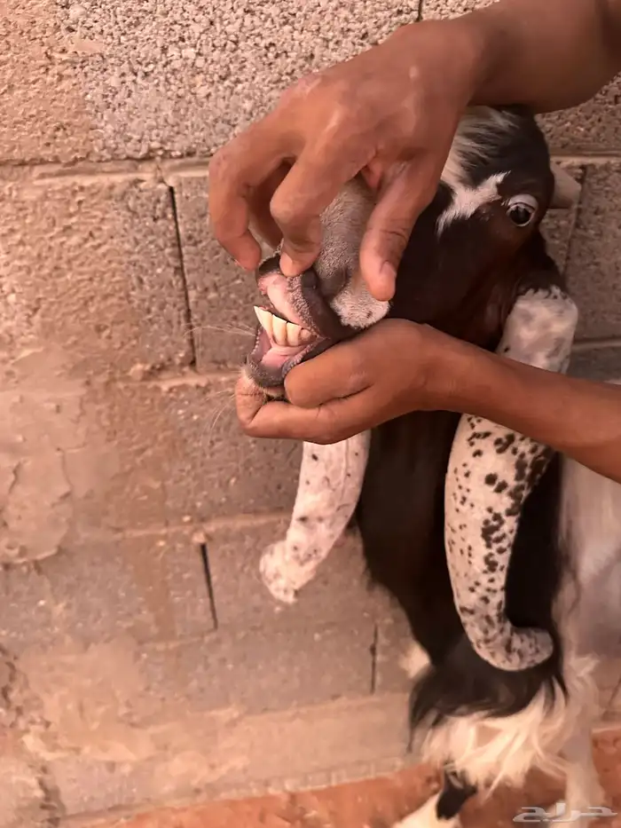 للبيع   ماعز 1