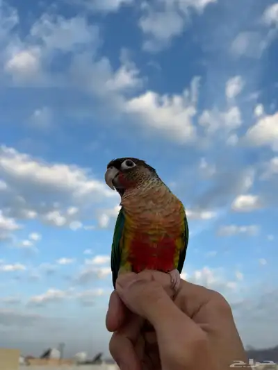 كنيور ضايع 0