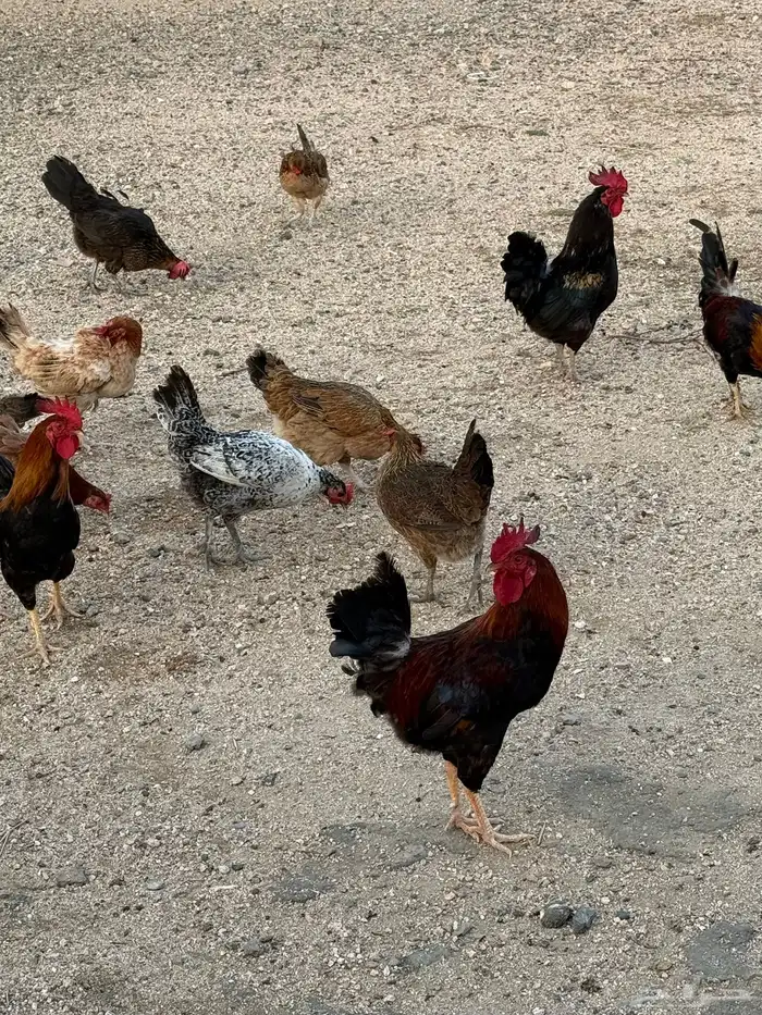 دجاج صيصان 4