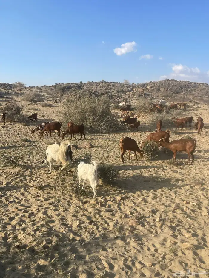 معزا دهم مراح واحد 0