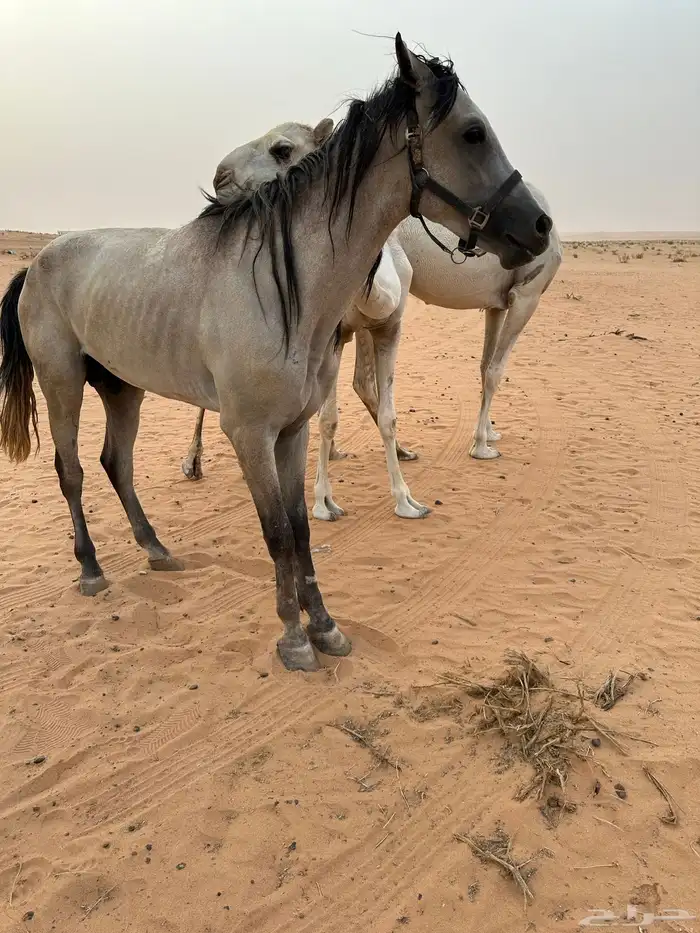 حصان شعبي بدون مقابل 2