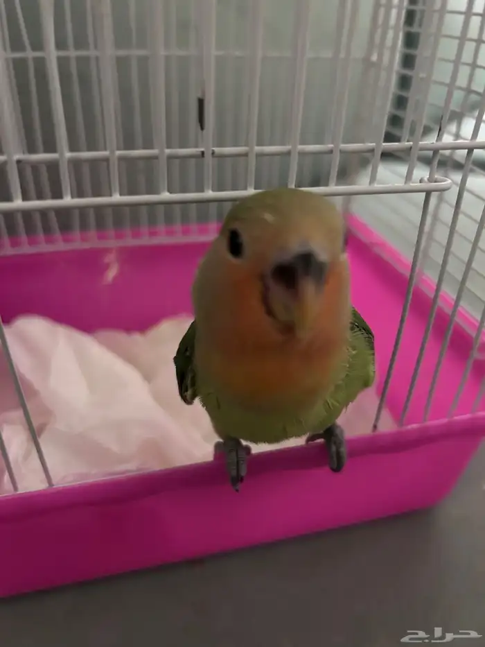 فرخ روز  تم البيع 0