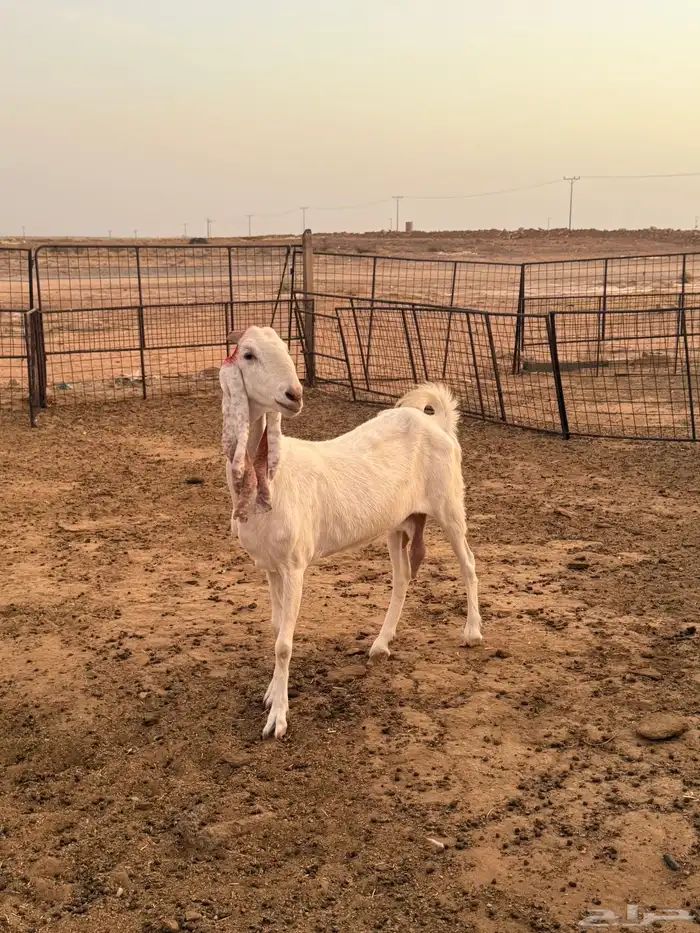 للبيع معزا مطوره صنف طيبه 2